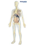 Human Anatomia