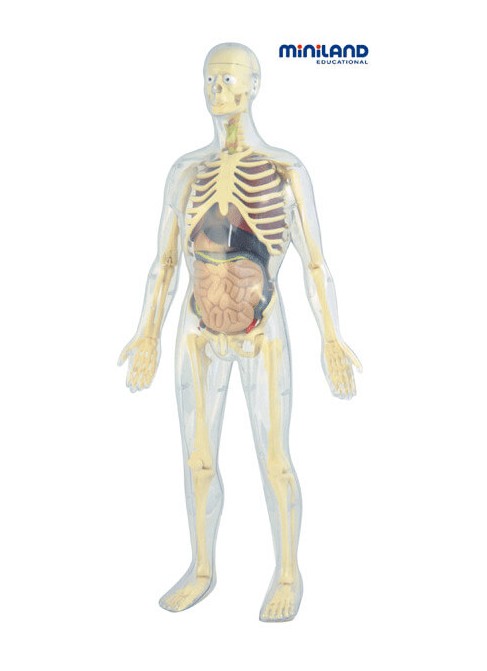 Juguetes Juego Educativo Juegos de Reglas Juegos Ciencia Miniland Human Anatomy